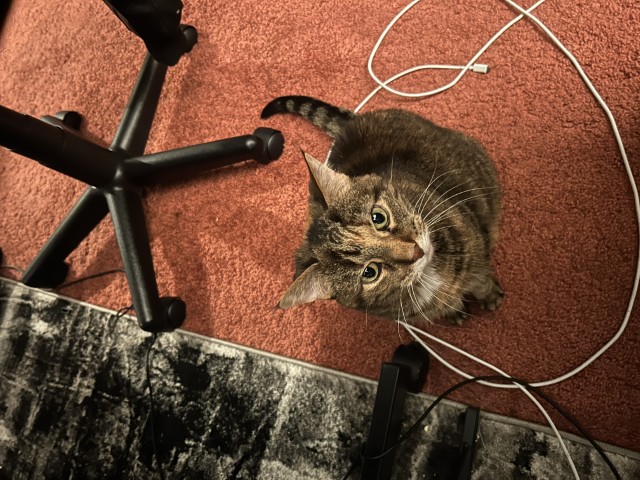 Tabby cat sitting on the ground looking up at the camera.